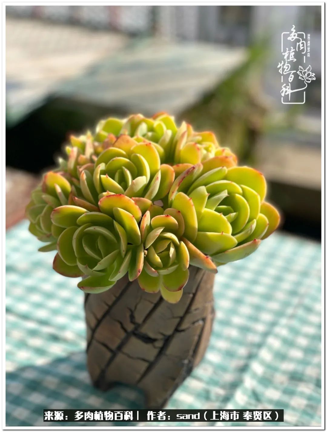 养点花草给生活添点乐趣,养点花花草草心情自然会好