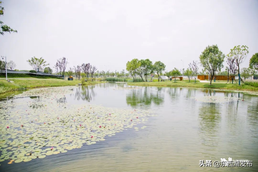 荷花开了夏天到了,荷花开了夏天又来了