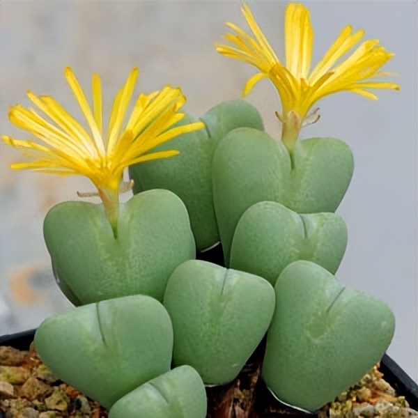 102个大类近500个多肉植物图片，都极其美丽，建议在家中也养一盆