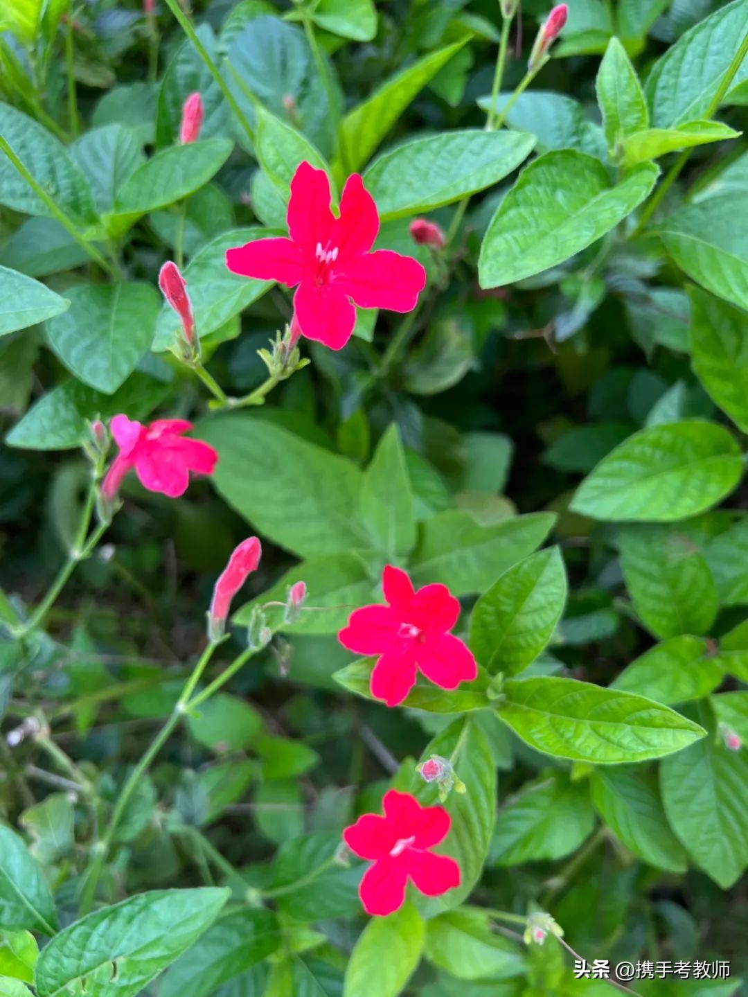 艳芦莉花期多长,艳芦莉花期