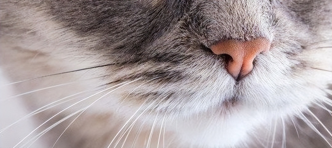 猫咪为什么不能碰胡子根部 (猫咪的胡子为什么碰不得)