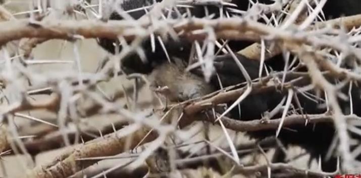 蜜獾在巴西蛇岛大战毒蛇,蜜獾啃食剧毒毒蛇