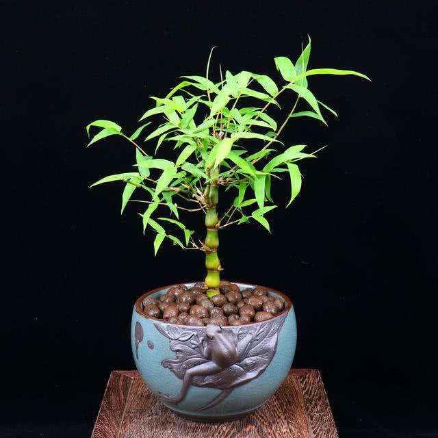 开运竹怎么养让风水更好,花盆里种棵迷你竹四季青翠节节高