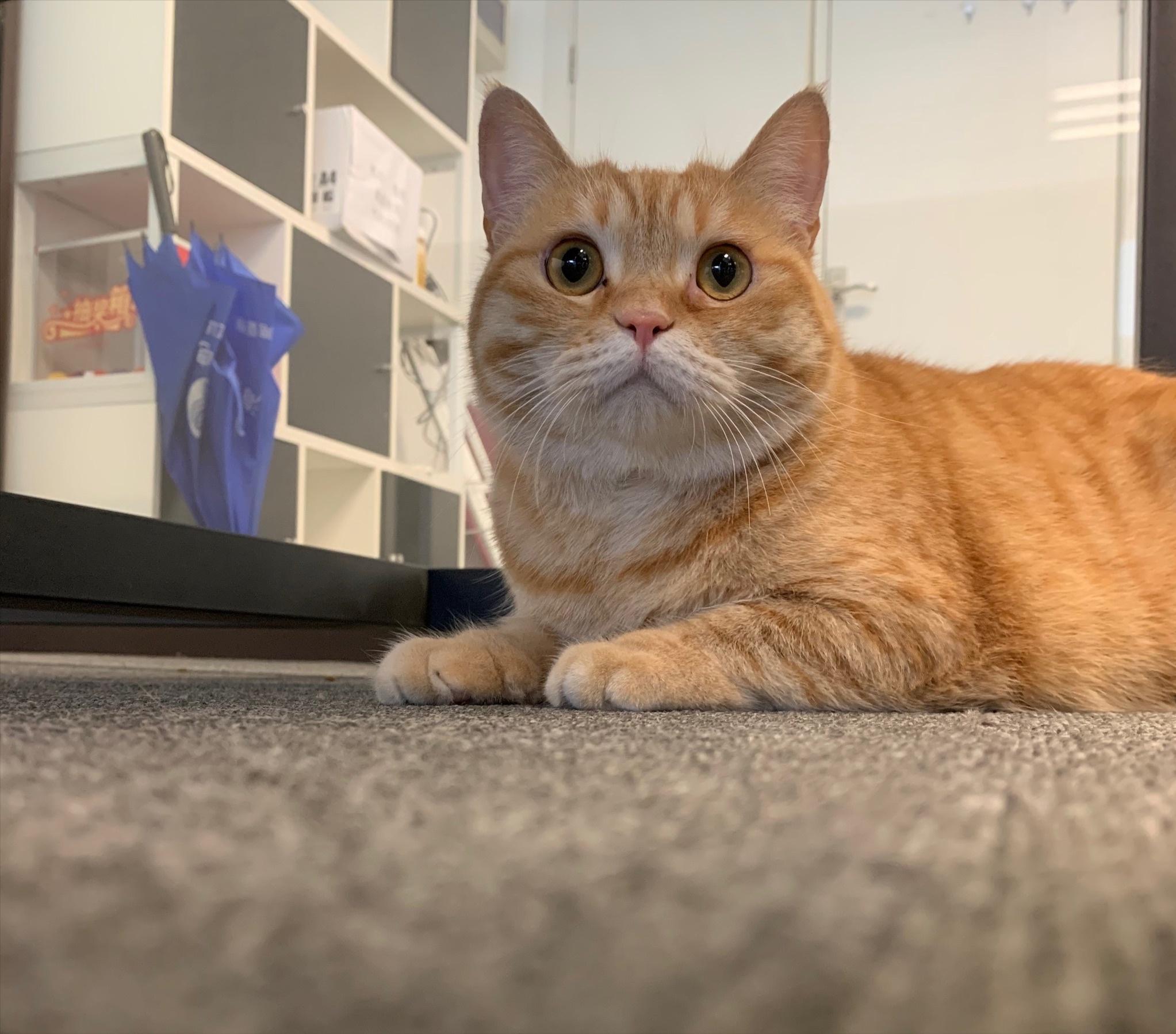 橘猫和中华田园猫哪个好养,橘猫田园猫好还是宠物猫好