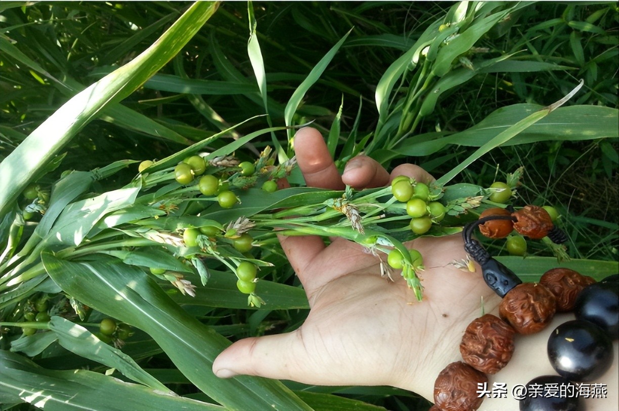 农村常见的草珠子,农村的草珠子有什么作用吗