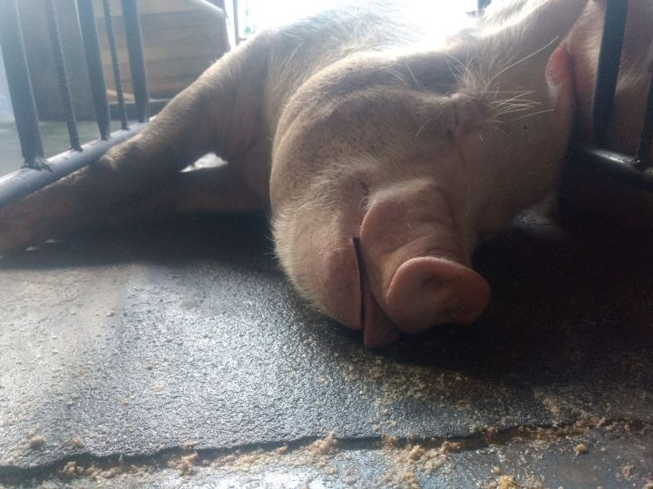 为什么猪能存活下来,为何猪在进化中没有被毁灭