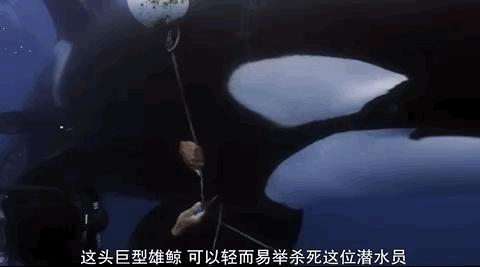 豆瓣排名第五摄人心魄的好片,豆瓣8.6分今年看过最良心的电影