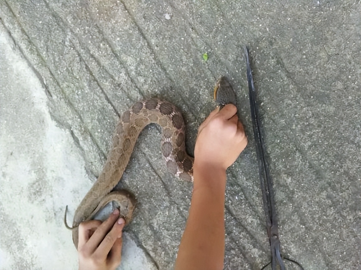 攻略防蛇 (贪吃蛇第三关)