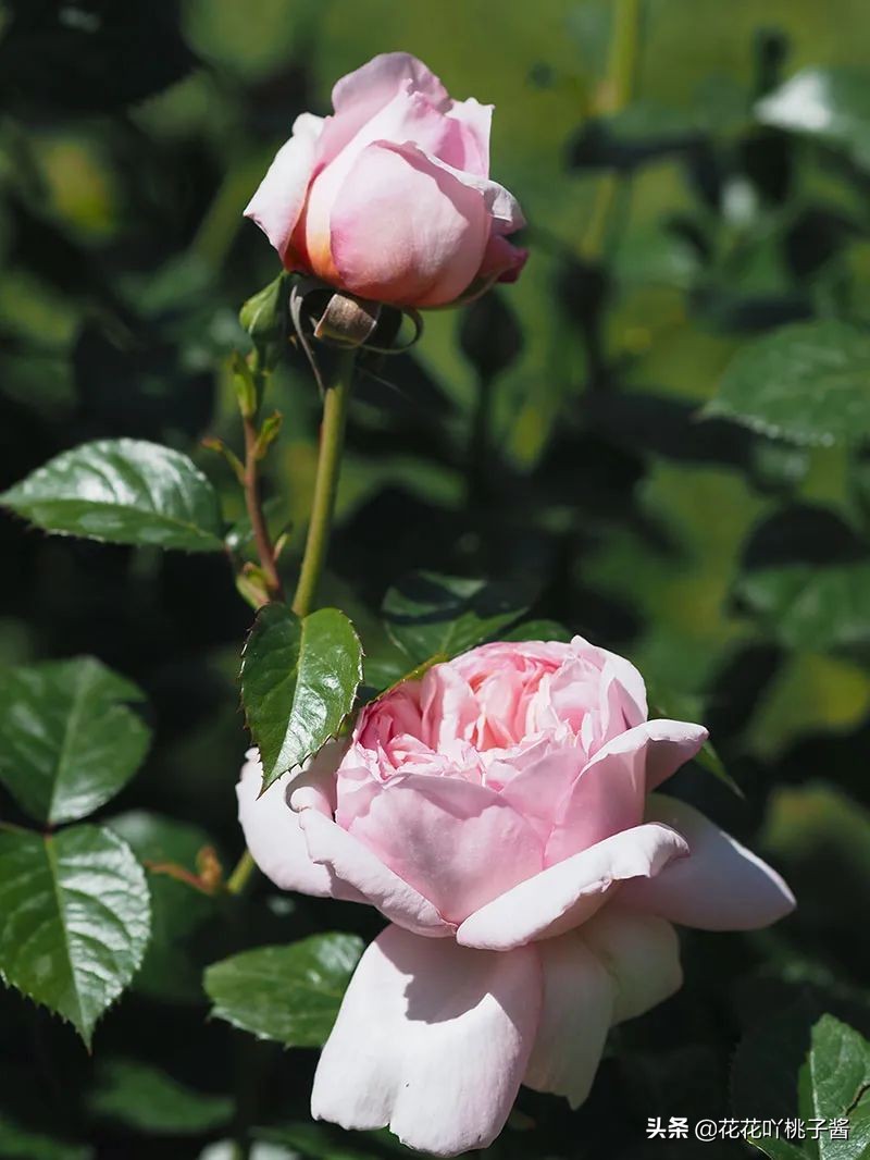 2019月季新品种金奖,超新品月季有哪些品种