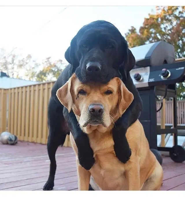 狗狗交配时，会流血吗？又为何会流血？