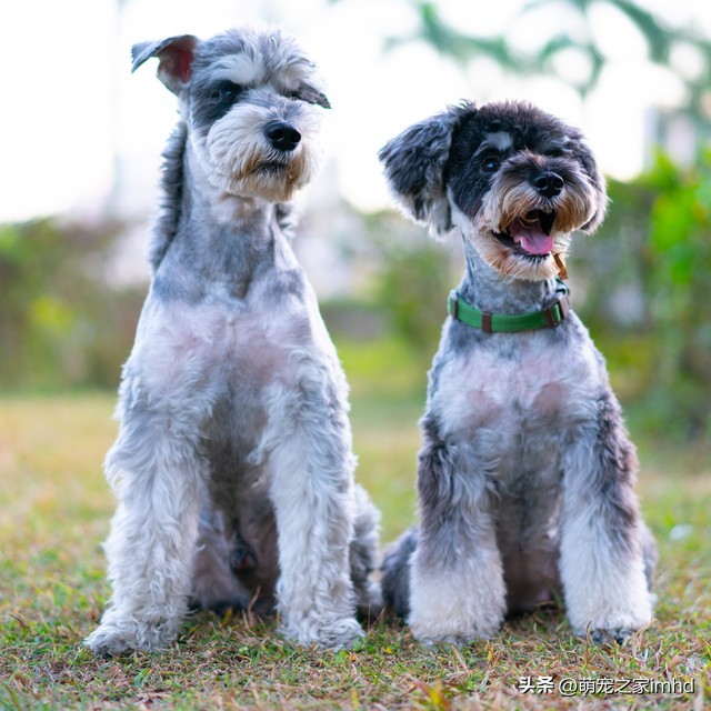 不想养狗了应该把狗狗送去哪里,当你的狗不吃狗粮怎么办