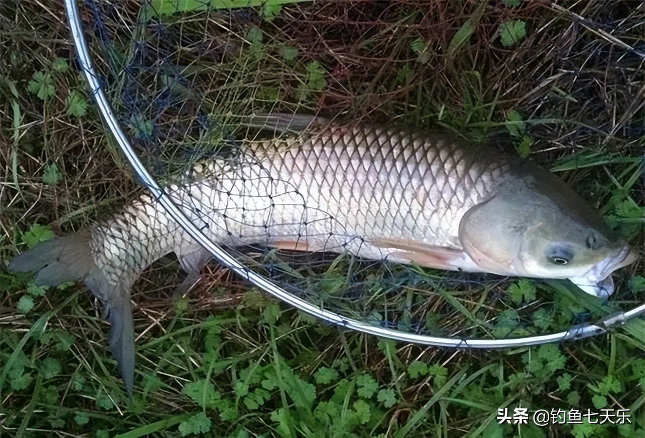 钓鱼看温度还是温差,钓鱼看水温技巧