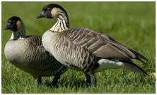 鸟类在分类学中统称为什么,鸟纲分类总表