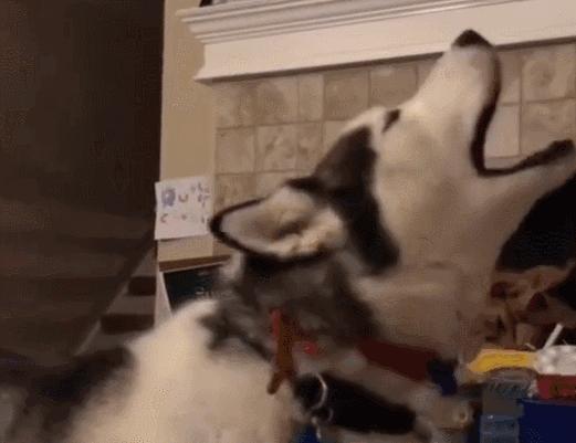 养狗发现的神奇现象,养狗常见的4大误区你避雷了吗