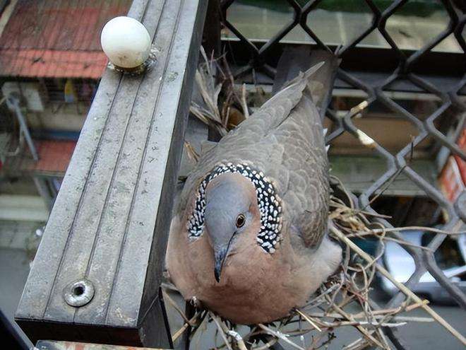 斑鸠一般生活在什么地方,东北野外斑鸠一般夜间在哪里栖息