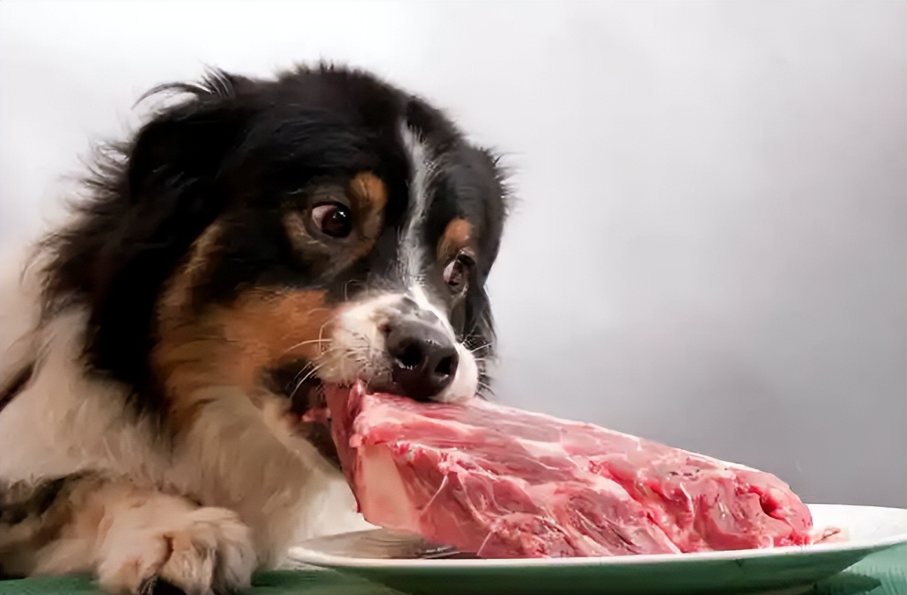 比熊做了体内外驱虫会有什么症状,狗狗出现什么症状说明它该驱虫了