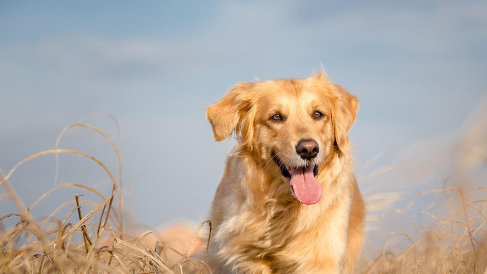 狗狗中暑急救处理方法,金毛犬中暑怎么办