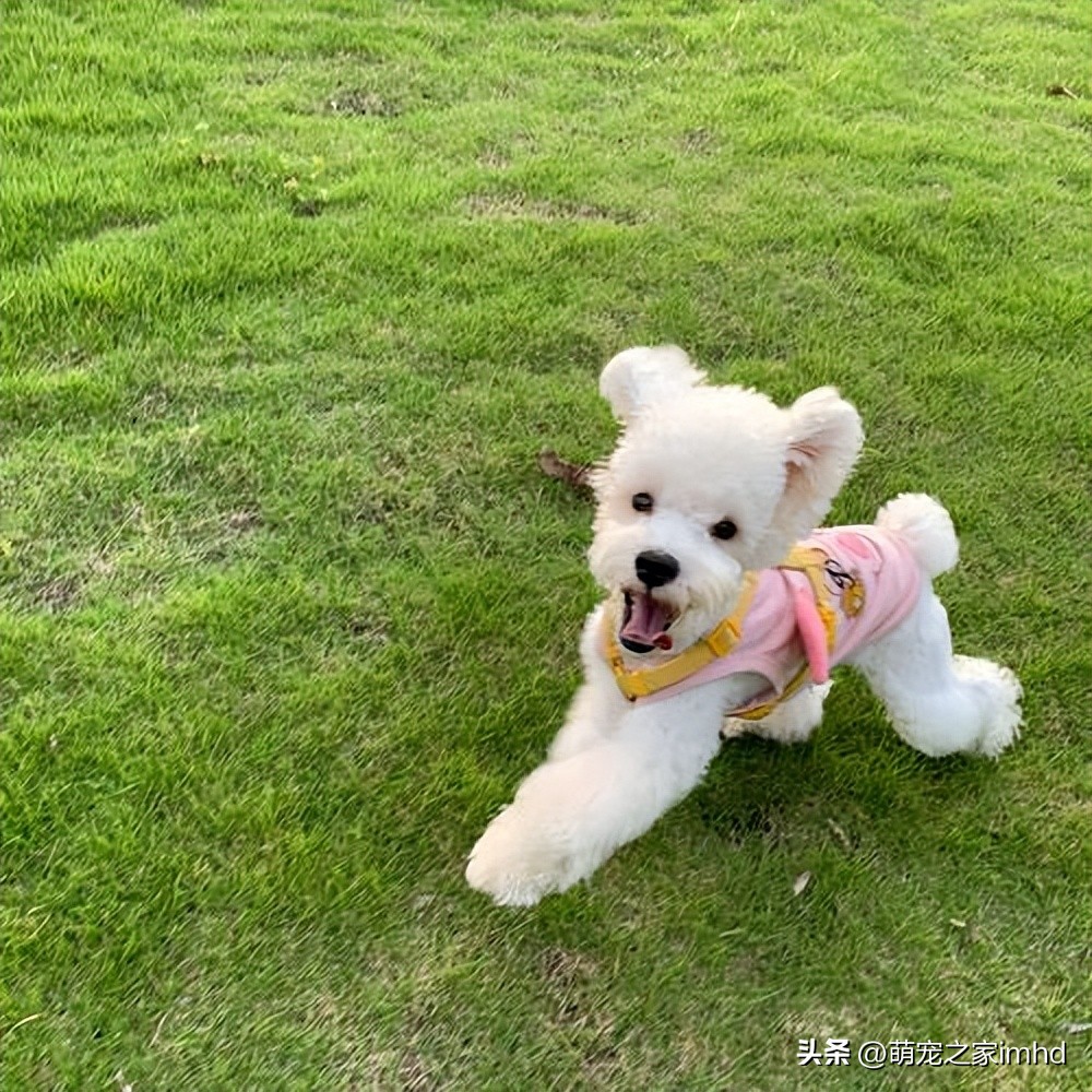 狗狗聪明的十个表现,狗狗聪明的七个表现