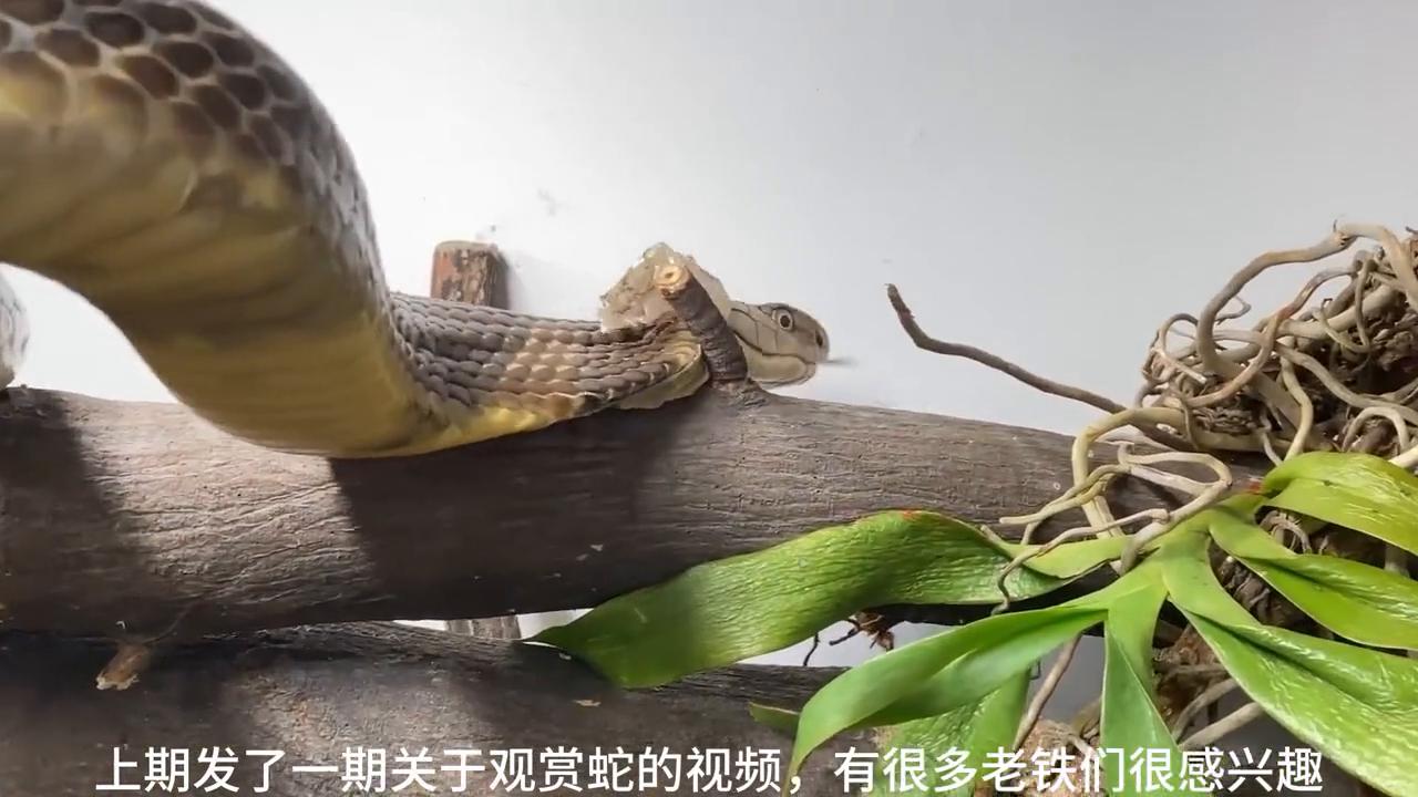 爬宠毒蛇眼镜王蛇,爬宠眼镜王蛇