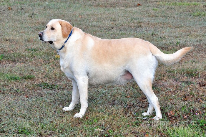 拉布拉多的优点和缺点是什么,拉布拉多和金毛的优点和缺点