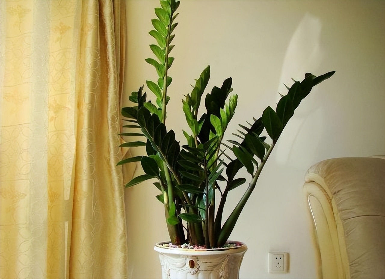 枝繁叶茂的风水树,住宅常宜栽种的有十大吉树