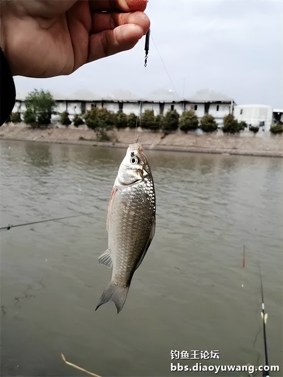 钓鱼王饵野钓破百尾