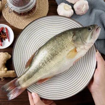 中国常见的淡水鱼全部图片,史上最全的淡水鱼图集