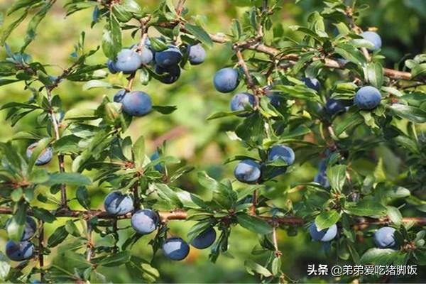 特产早知道烟台苹果,特产早知道日照红茶