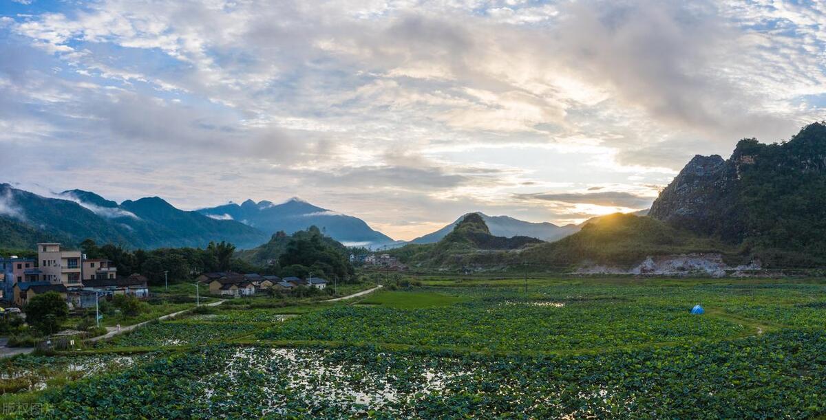 广州从化赏荷花胜地,从化草埔荷花
