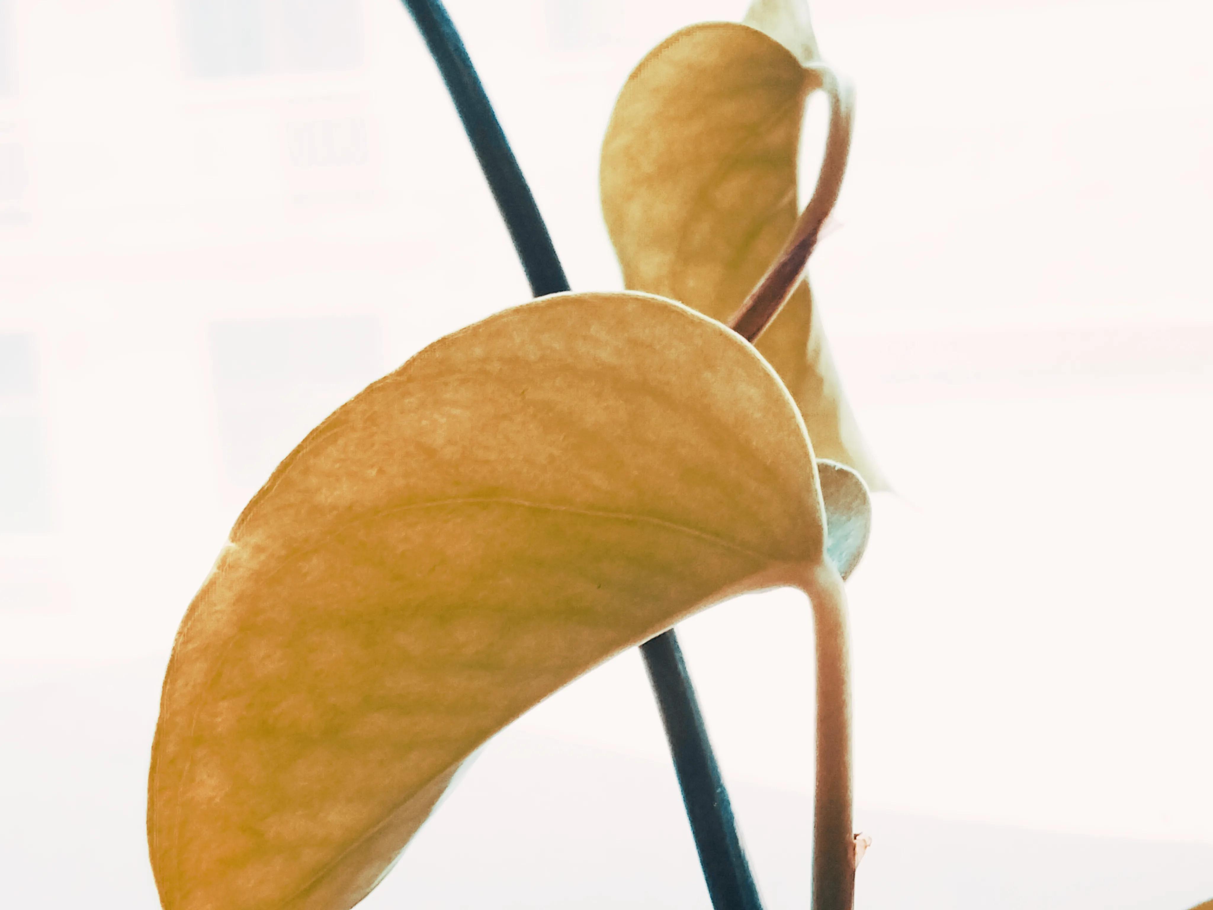 品读石家庄,品读石家庄城市