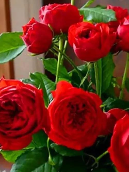 分享玫瑰花的图片,最迷人玫瑰花带字图片