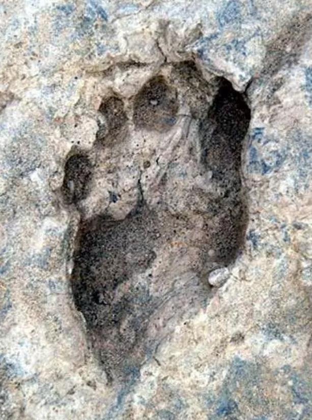 各种古生物化石图片,神秘的地球古生物昆虫化石