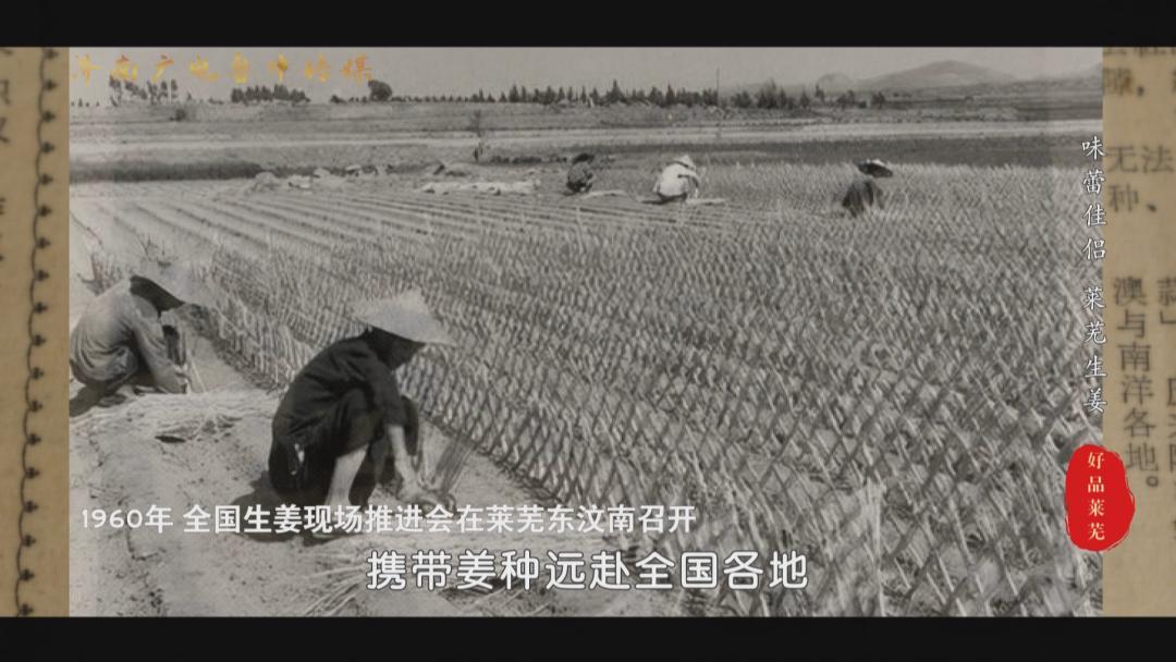 【山东好品】莱芜生姜，出口100多个国家的“味蕾伴侣”！