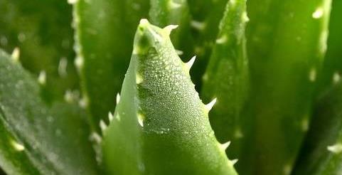 冬季单株芦荟发黄变软会死掉吗,芦荟叶子发黄干瘪枯萎可以剪掉吗