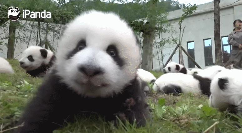 外国人有多喜欢大熊猫?斥巨资给熊猫造宫殿,总理机场亲自迎接