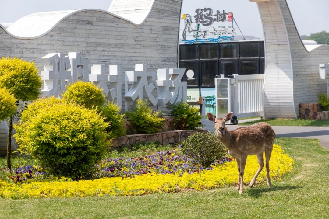这个五一长假，闯进溧阳鹅村童话世界，做个快乐的大小“鹅”童