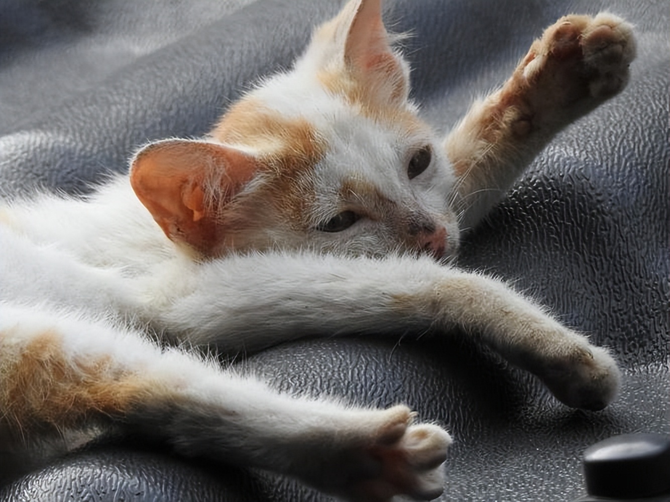 猫咪越养越瘦是什么原因,猫咪胃口不好越来越瘦是怎么回事