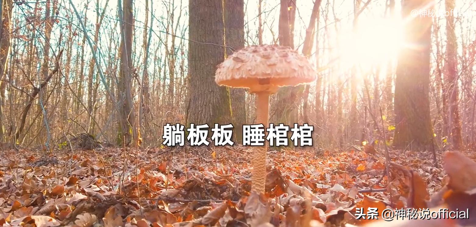 2021诡异童谣预言，红伞、躺板、埋山，一切是巧合还是早有预谋？