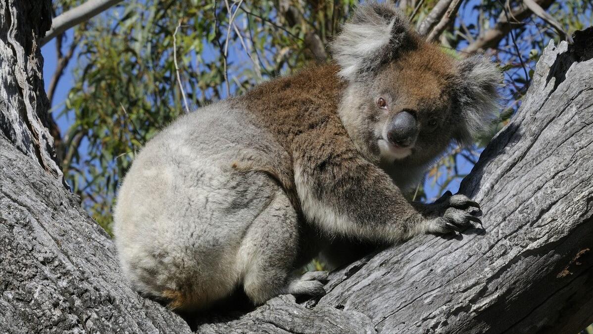 世上最萌的动物考拉,最懒的动物考拉
