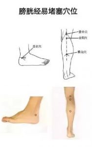 十二经络足阳明胃经穴位走向,胃部经络最易堵塞三个穴位