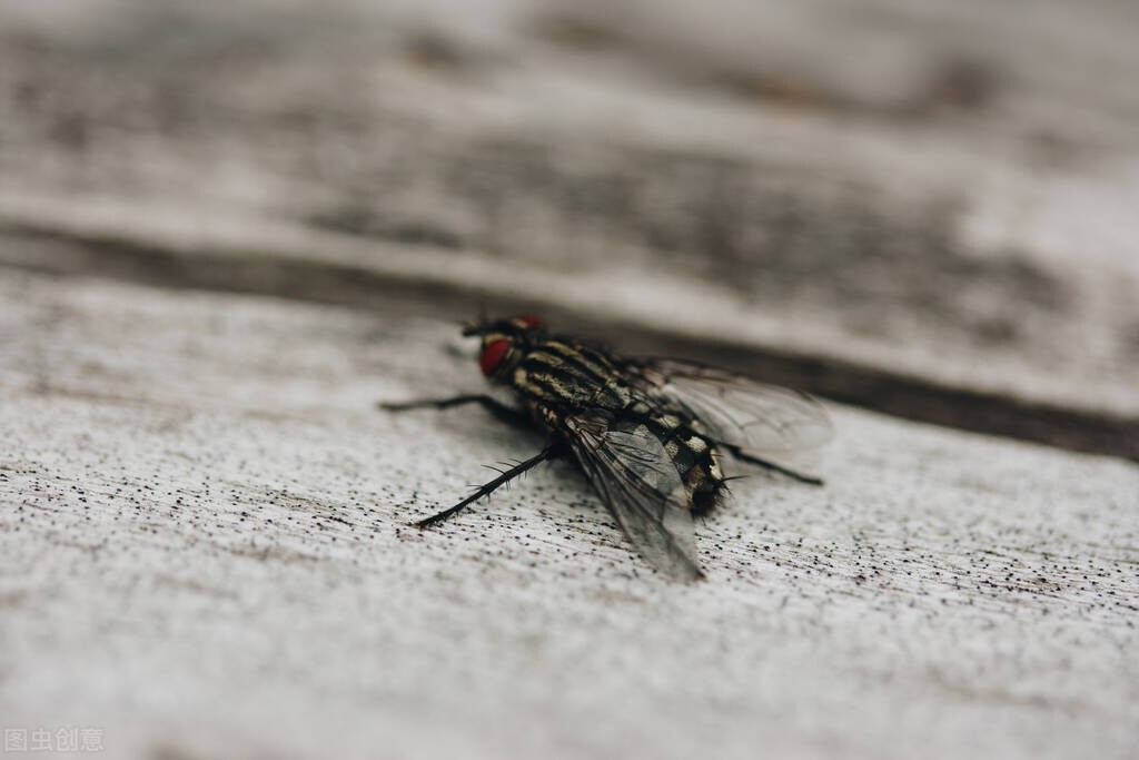 家里有苍蝇怎么消灭最有效方法,灭苍蝇小妙招大全100种