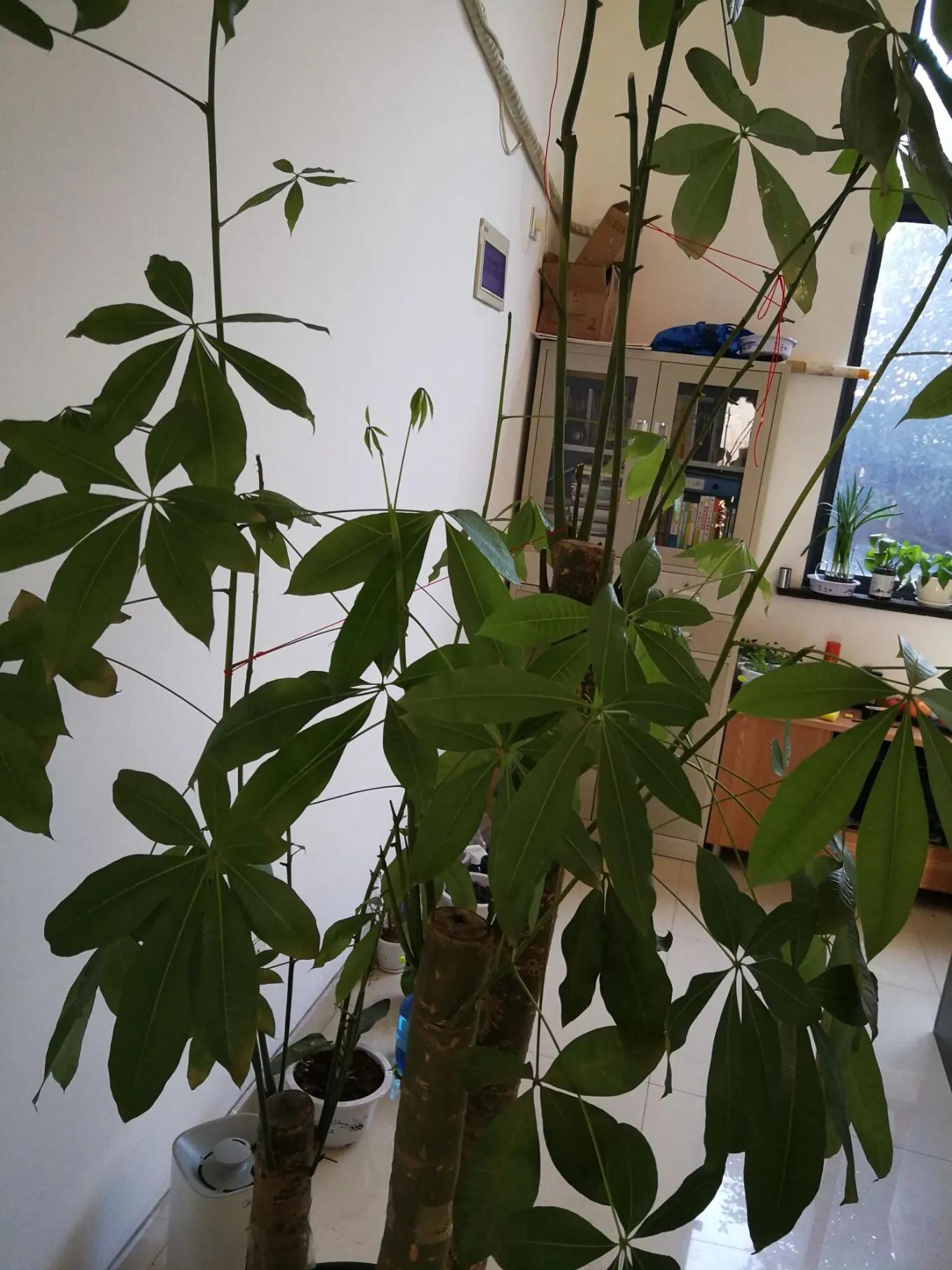 我家的绿植黄叶了怎么办,绿植出现病虫害怎么处理