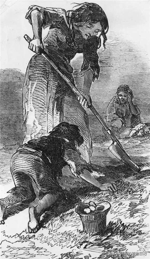 植物检疫的目的和作用,植物检疫的概念是什么