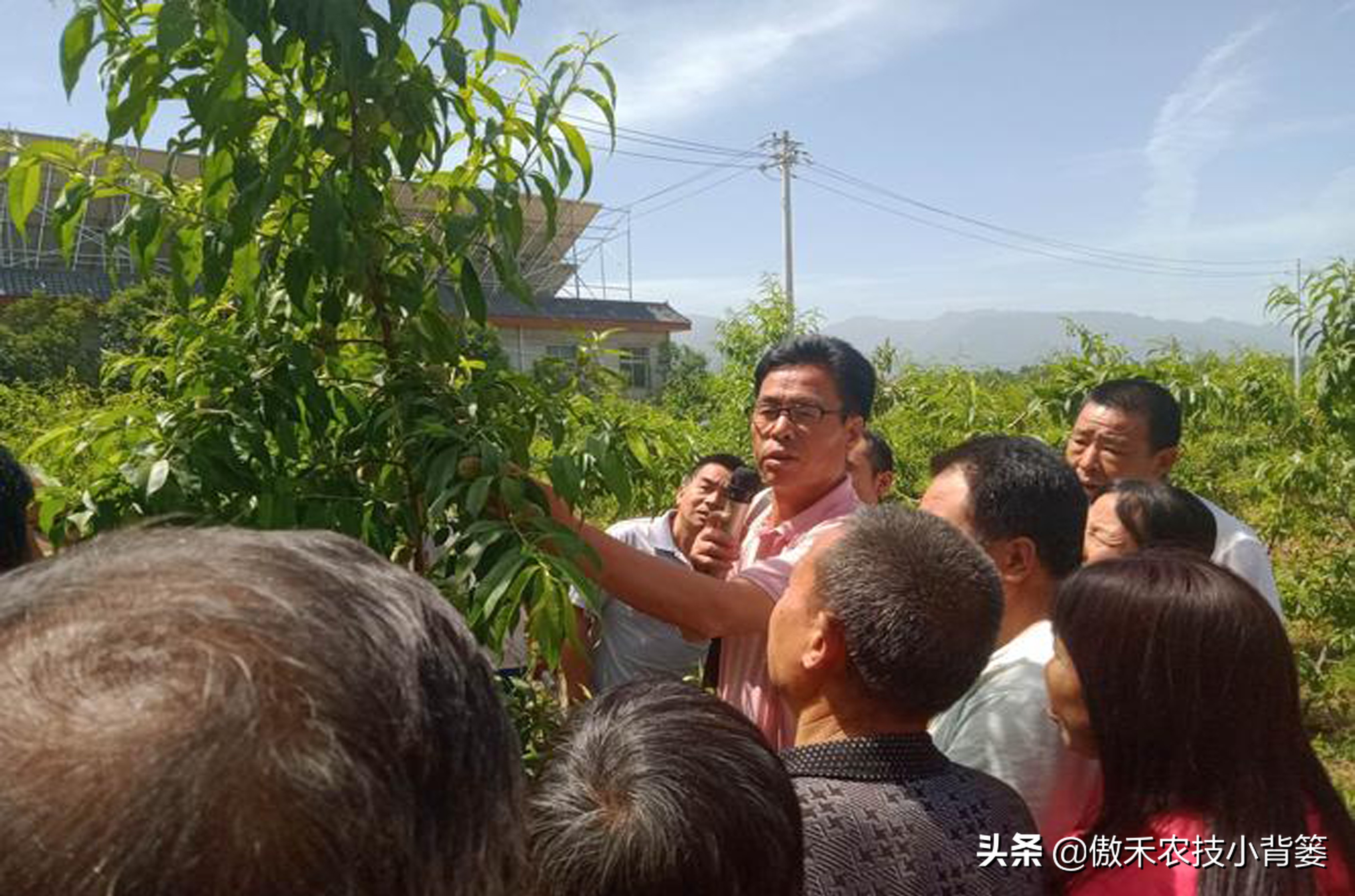 果树树干钻心虫用什么药效果好,芒果果树钻心虫用什么药最有效