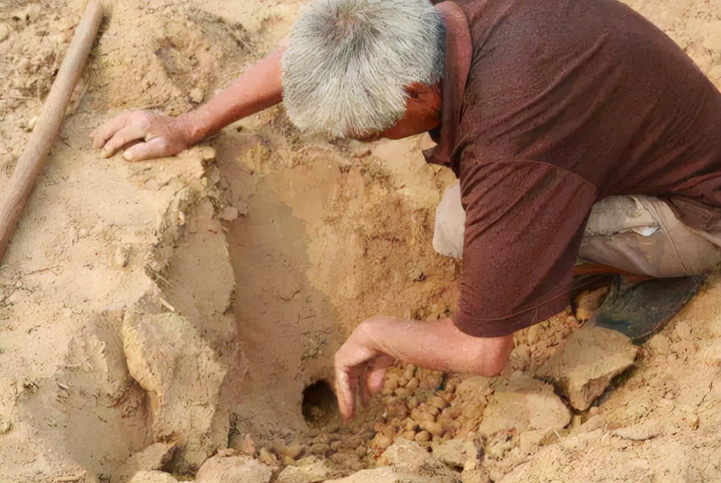 田鼠存在洞里的粮食为什么不发芽,田鼠窝里的粮食为什么不发芽