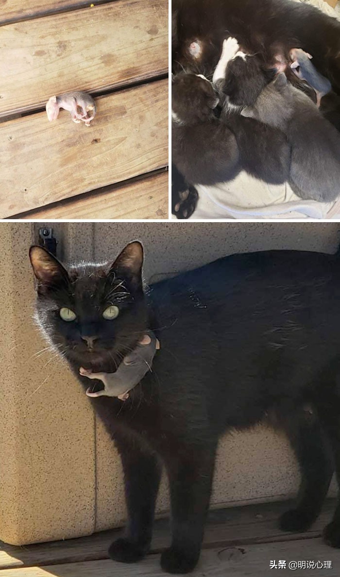 猫咪和鼠鼠的故事,猫和鼠的友谊真实故事