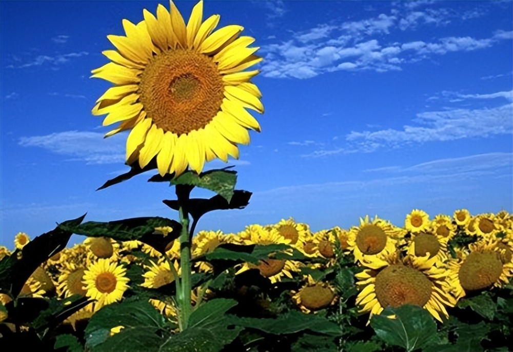 熊玲挽救婚姻,熊玲儿子