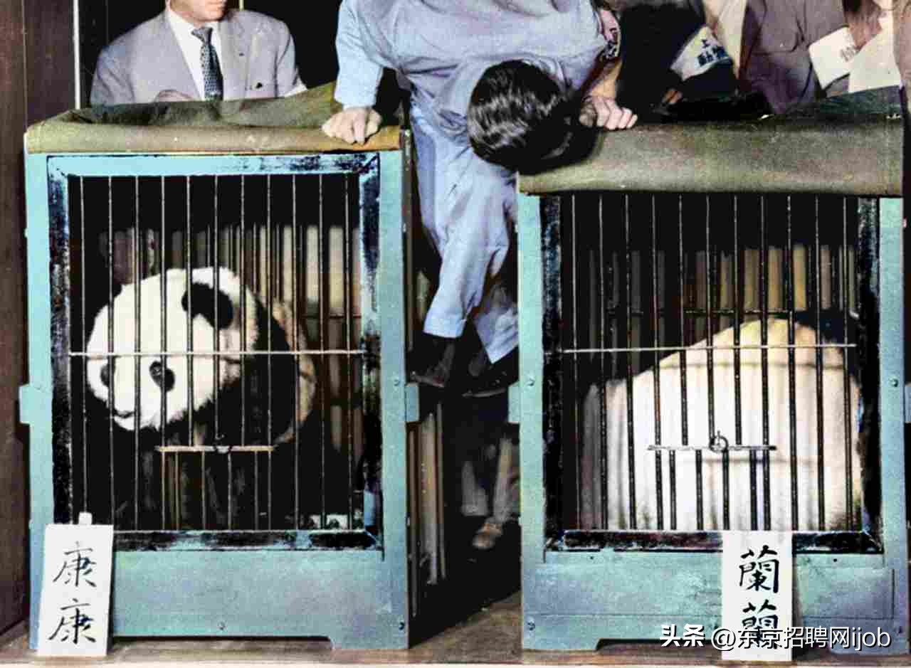 日本人有多舍不得中国大熊猫香香,旅日大熊猫香香推迟归国
