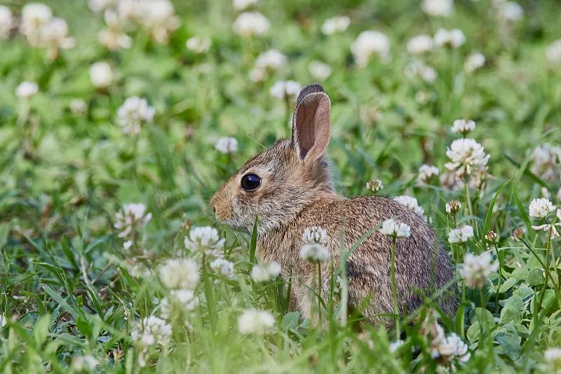什么宠物对纯素食者最好,好养且可以食用的宠物有哪些