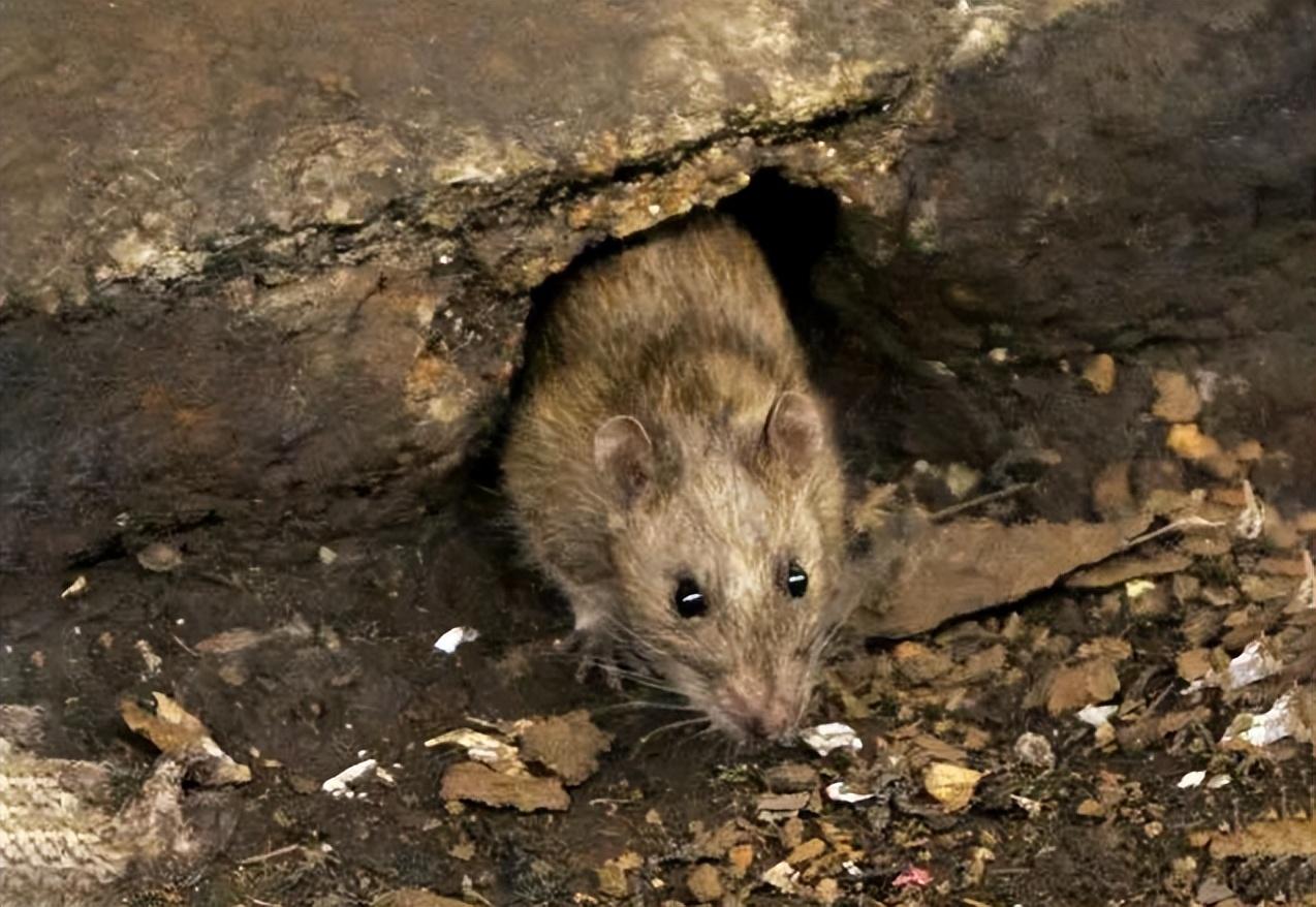 一老人在粮库放老鼠夹时捡到个金牌，儿媳妇:别声张，拿去打耳环